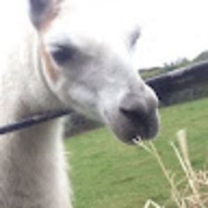 Meet your Posher, Cyber